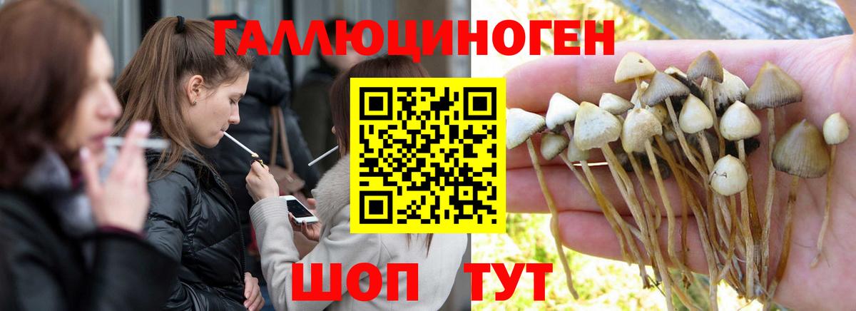 наркотики  Псилоцибиновые грибы Psilocybine cubensis  Вход с VPN  Черкесск 